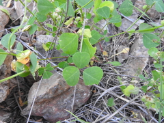 Melilotus italicus