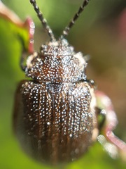 Galeruca pomonae