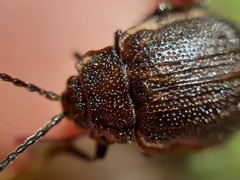 Galeruca pomonae