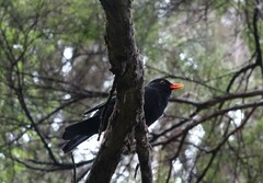 Turdus merula merula