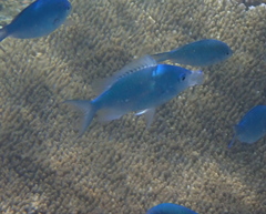 Chromis viridis