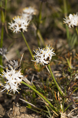 Borya constricta