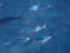 Caesio caerulaurea