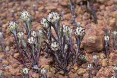 Blennospora drummondii