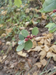 Rhamnus alaternus