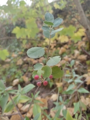 Rhamnus alaternus