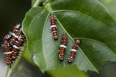 Cethosia penthesilea