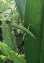 Orthodera