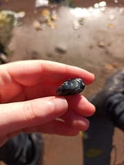 Mytilus trossulus