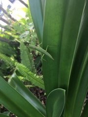 Orthodera