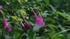 Strobilanthes hamiltoniana