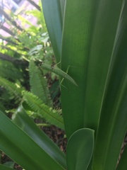 Orthodera