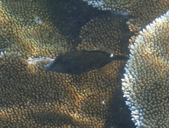 Cantherhines pardalis