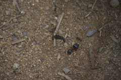 Carebara