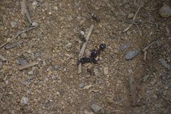 Carebara