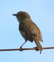 Prinia maculosa maculosa