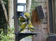 Anthornis melanura melanura