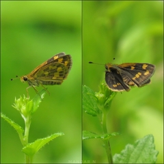 Taractrocera ceramas