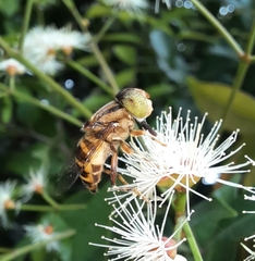 Eristalinus
