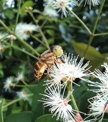 Eristalinus