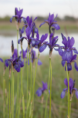 Iris sibirica