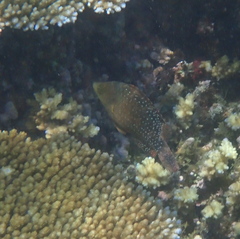 Cheilinus chlorourus