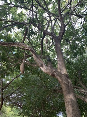 Kigelia africana