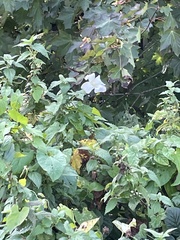 Calystegia sepium
