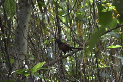 Centropus sinensis intermedius