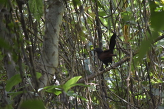 Centropus sinensis intermedius