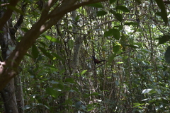 Centropus sinensis intermedius