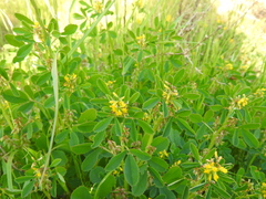 Melilotus messanensis