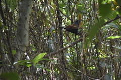 Centropus sinensis intermedius