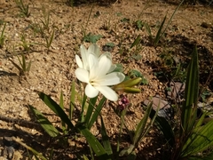 Sparaxis grandiflora