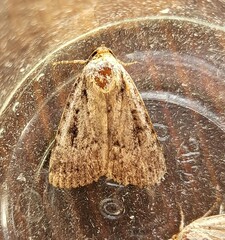 Amphipyra pyramidea