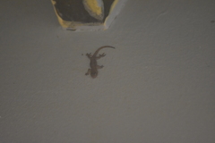 Gehyra mutilata