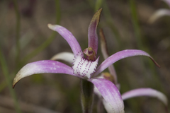 Caladenia hirta rosea