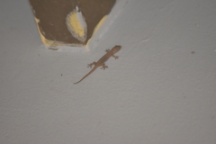 Gehyra mutilata