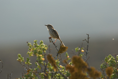 Prinia maculosa maculosa