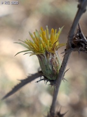 Carlina curetum