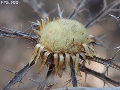 Carlina curetum