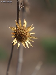 Carlina curetum