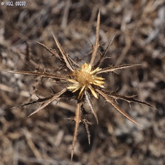 Carlina curetum