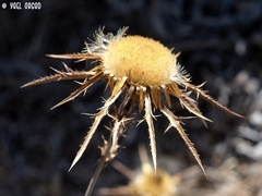 Carlina curetum