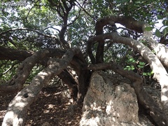 Ceratonia siliqua