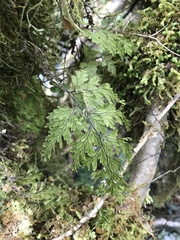 Hymenophyllum scabrum