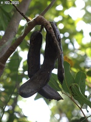 Ceratonia siliqua