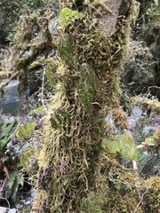 Hymenophyllum scabrum