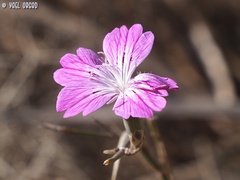 Dianthus strictus