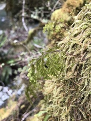 Hymenophyllum scabrum